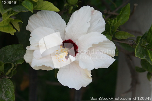 Image of White hibiscus