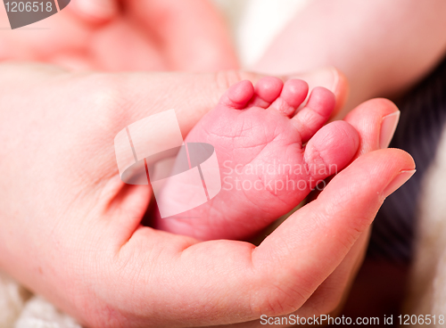 Image of Hand Holding Baby Feet