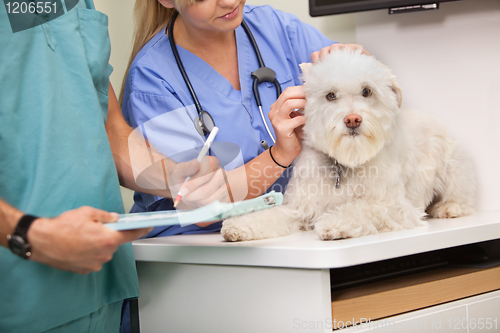 Image of Vet and assistant examining dog