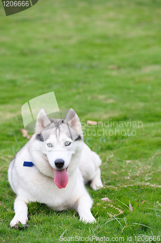 Image of Alaskan Malamute dog lying on lawn