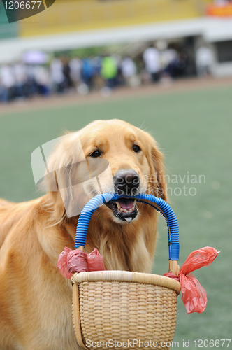 Image of Golden retriever dog holding basket