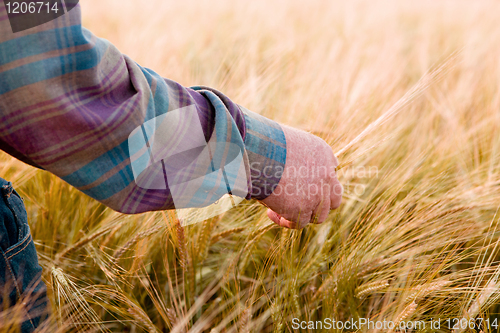 Image of Farmer Looking At Wheat