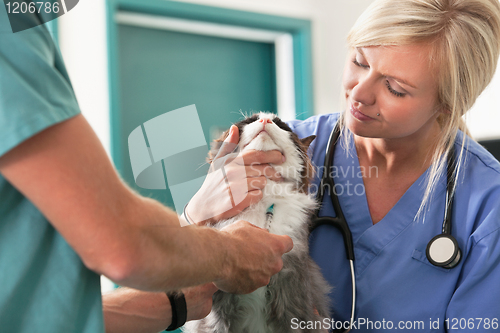 Image of Veterinarian giving injection to a cat