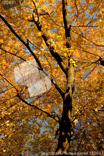 Image of Fall Color, Cork Elm Grove 11