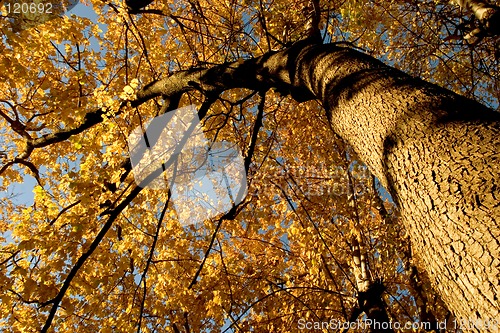 Image of Fall Color, Cork Elm Grove 12