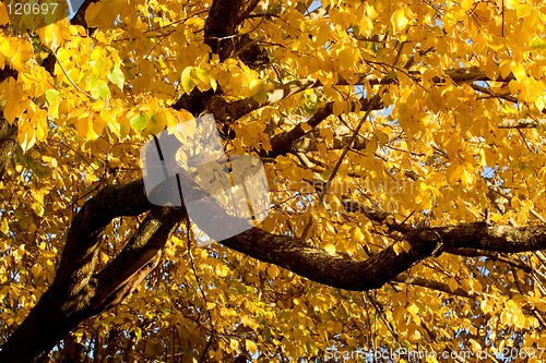 Image of Fall Color, Black Elm (also known as Cork Elm)