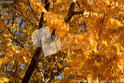 Image of Fall Color, Cork Elm Grove 2