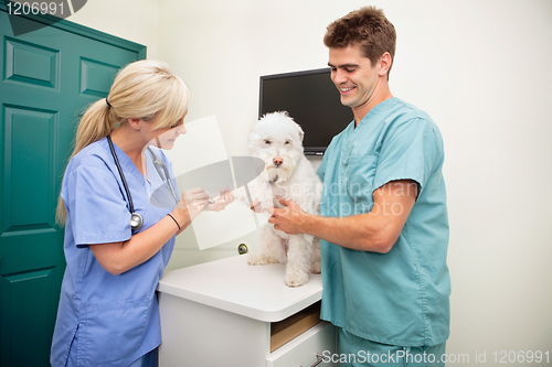 Image of Examining dog's paw