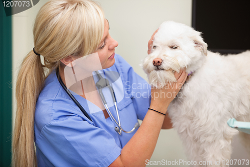 Image of Female veterinarian examining dog