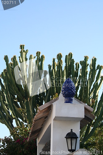 Image of Cactus beside the gate