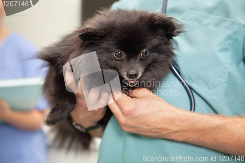 Image of Veterinarian examining cute little dog