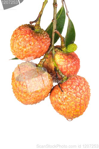 Image of Litchi with green leaves