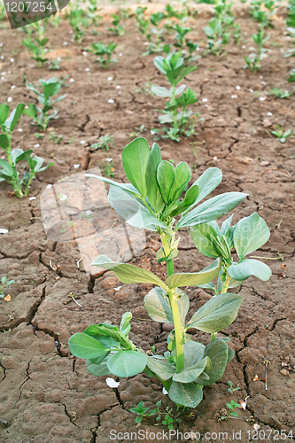 Image of Broad bean seedling