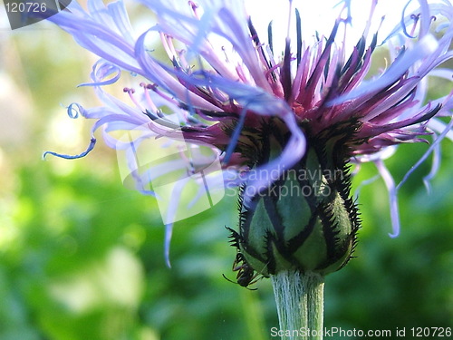 Image of Summer flower