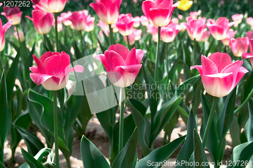 Image of Tulip flowers
