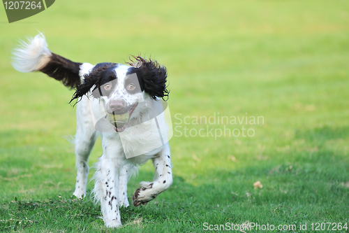 Image of Springer dog running