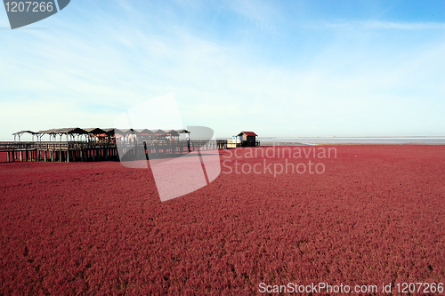 Image of Landscape of beach full of red plants