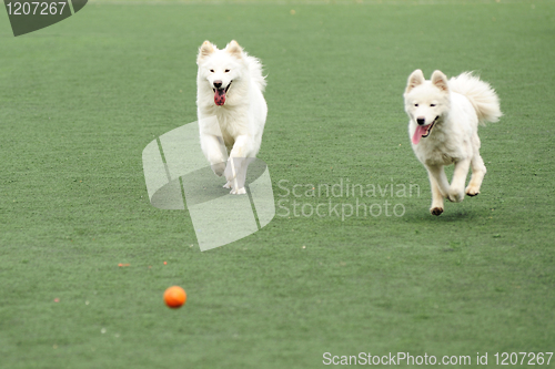 Image of Two dogs chasing ball