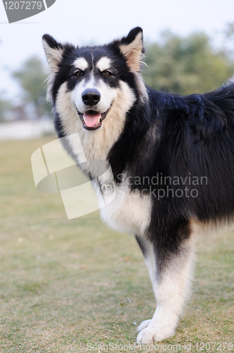 Image of Alaskan Malamute dog standing on lawn