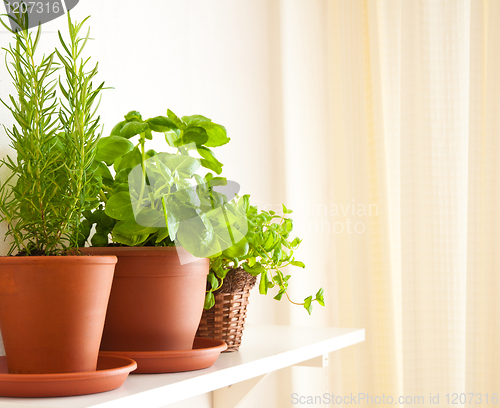 Image of Rosemary, Basil and Mint in Pots