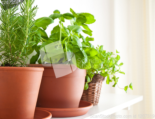 Image of Rosemary, Basil and Mint in Pots