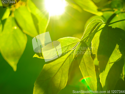 Image of Detail of Foliage on Tree