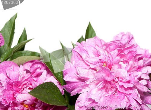 Image of Peonies on White Background