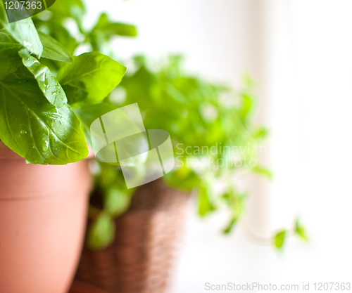 Image of Basil in Pot