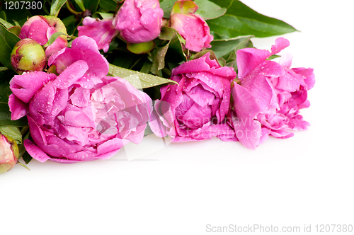 Image of Peonies on White Background