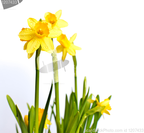 Image of Narcissus / Daffodil on Light Background