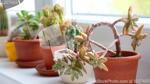 Image of Cactuses and Succulents