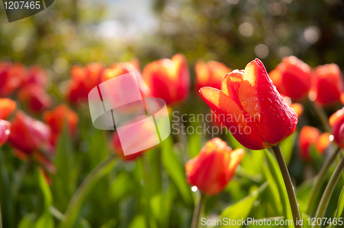 Image of Red Tulips