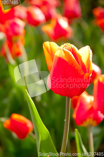 Image of Red Tulips