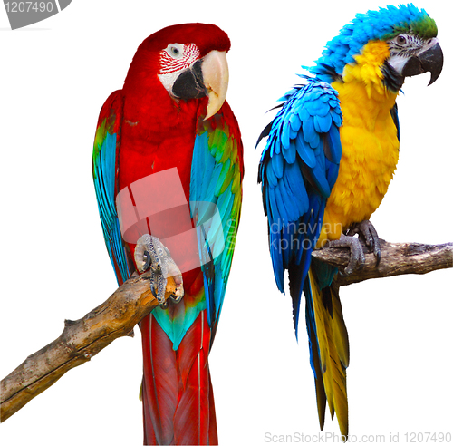 Image of Ara Parrots