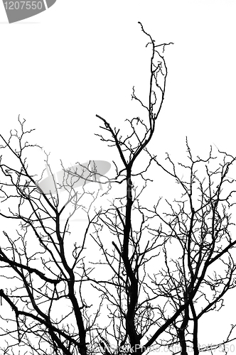 Image of tree silhouette
