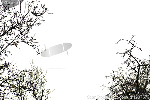 Image of trees on white background