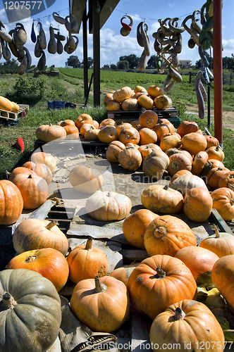 Image of pumpkins