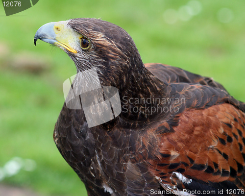 Image of Harris Hawk