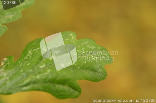 Image of Leaf