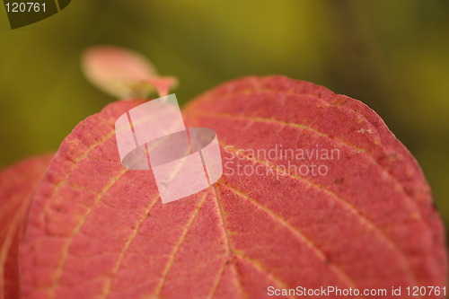 Image of Leaf