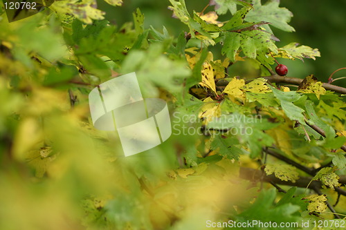 Image of Leaf