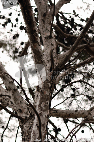 Image of tree trunk