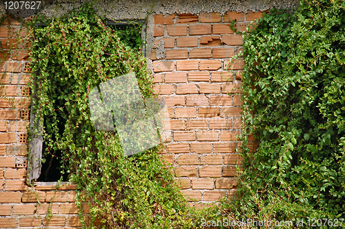 Image of creeper plant