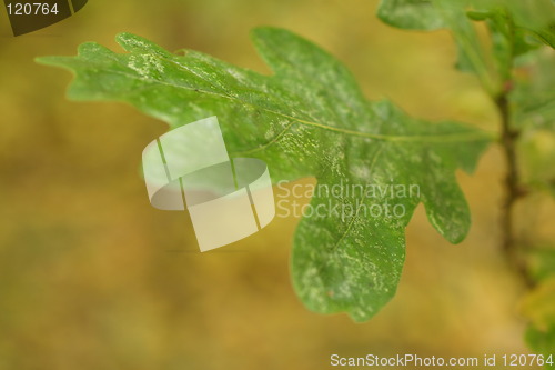 Image of Leaf