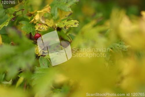 Image of Forest
