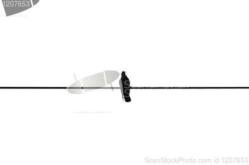 Image of bird on a wire