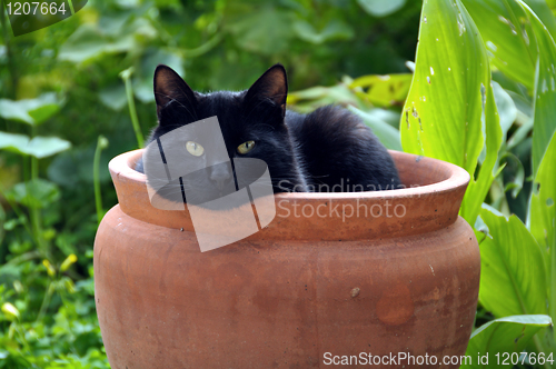 Image of flowerpot cat
