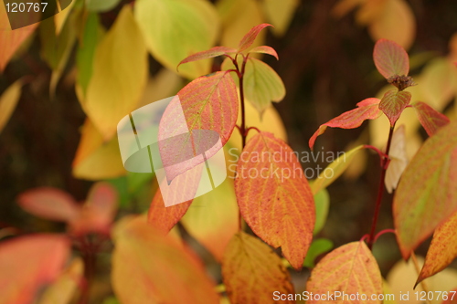 Image of Leaf