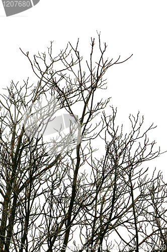 Image of deciduous trees