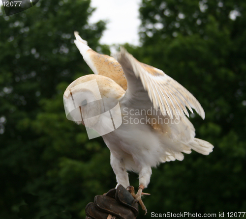 Image of Barn owl